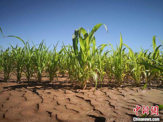 2019年7月拍摄的古浪县黄花滩移民点改良的土地。(资料图) 崔琳 摄