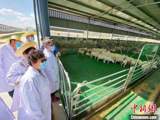 华媒代表们参观庆环肉羊制种基地。 高展 摄