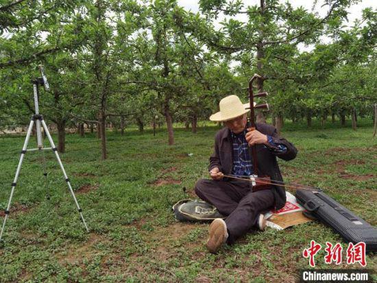 5月中旬,甘肃陇南市礼县六旬老人张加成在果园里直播完苹果树修枝后,又抱起随身携带的二胡与网友互动。 冯志军 摄