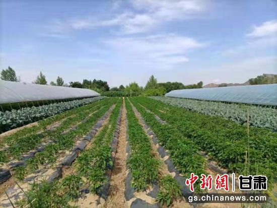 图为西固区张家台村蔬菜地。