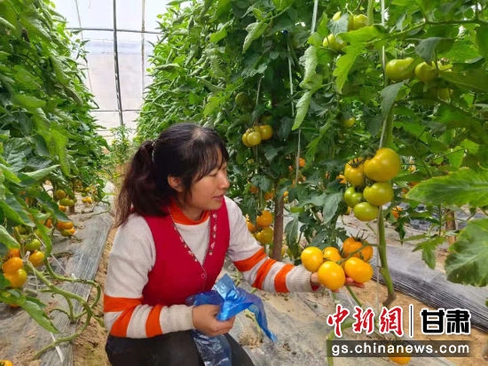 图为西固区张家台村大棚蔬菜。