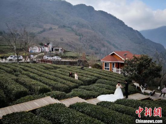 2019年3月,甘肃陇南市文县马家山的茶树绿了,成为当地一景。(资料图) 殷春永 摄