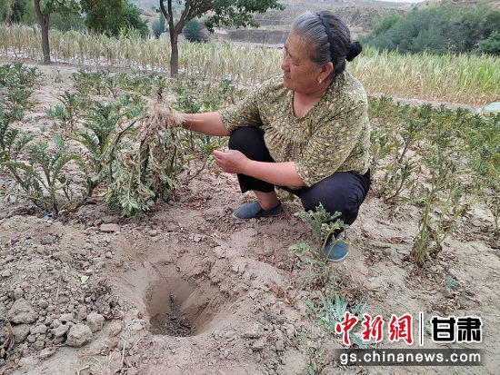 环县耿湾乡万家湾村陈桂英家的洋芋地。 张婷 摄