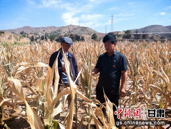 环县洪德镇赵洼村晒干的玉米。李文 摄
