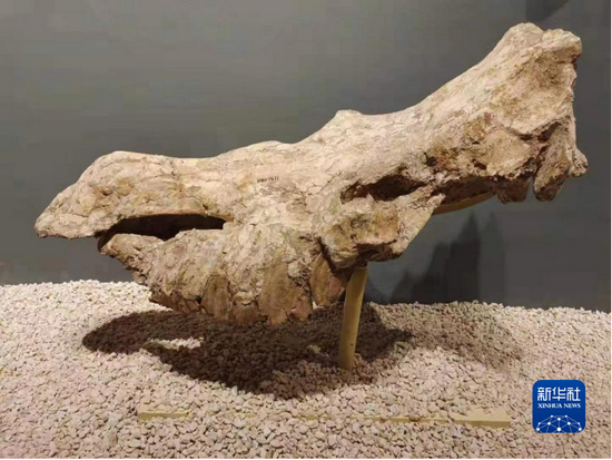 这是临夏副板齿犀的头骨（和政古动物化石博物馆供图）