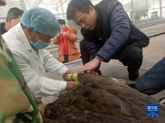 杨永利(左一)正在救治受伤的候鸟。(受访者供图)