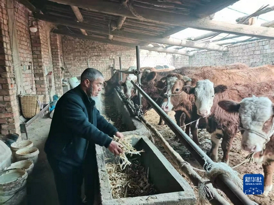  马一洒给在牛圈中给牛喂食草料。（受访者供图）
