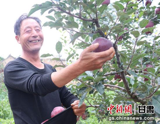 今年国庆期间,甘肃省陇南市礼县59岁农民主播张加成通过互联网直播,7天卖掉5000多斤苹果。图为张加成采摘自家果园苹果。
