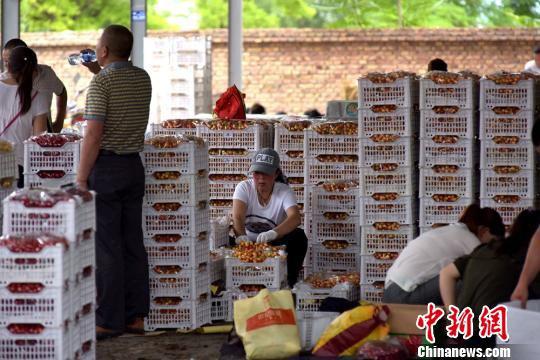 图为装箱的樱桃,准备销往外地。 何永德 摄 图为装箱的樱桃,准备销往外地。 何永德 摄