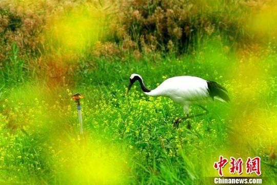 图为丹顶鹤在草地上觅食。 陈礼 摄