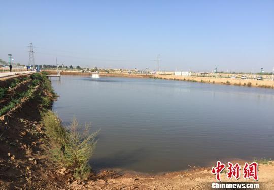 图为甘肃省景泰县草窝滩镇渔农综合示范点的鱼塘。 刘玉桃 摄