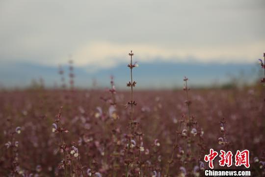 童话般的千里花海令人叹为观止。 李文武 摄