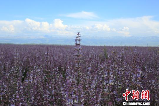 金秋8月,新疆昭苏高原7万余亩香紫苏竞相怒放,全面进入盛花期,形成了一抹壮观的紫色花海,令人心旷神怡。 李文武 摄