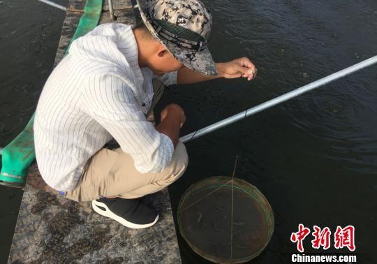 图为草窝滩镇渔农综合示范点的虾棚。 刘玉桃 摄