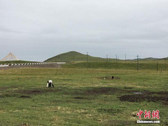 草原上的“美容师”。