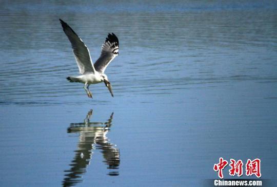 图为一只鸥鸟在水中叼起一条鱼。 陈礼 摄