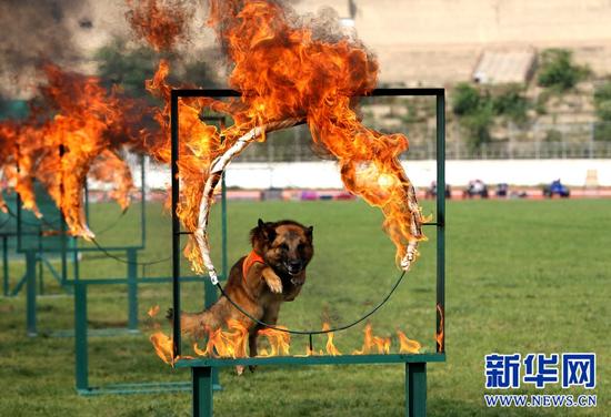 消防官兵正在进行搜救犬表演
