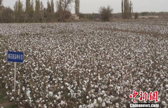 图为棉花新品种示范区。 刘薛梅 摄