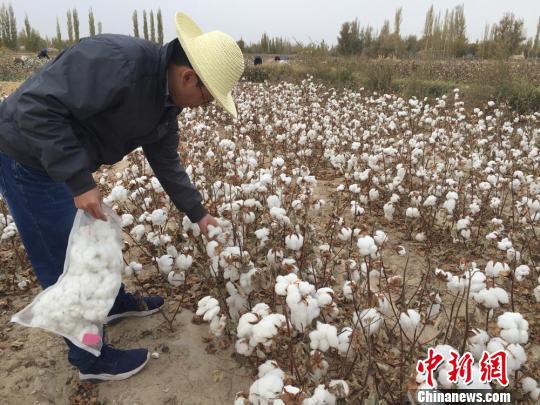 10月24日,山东棉花研究中心生理生态研究所主任孔祥强在甘肃敦煌的棉花试验地里选取品系。 刘薛梅 摄