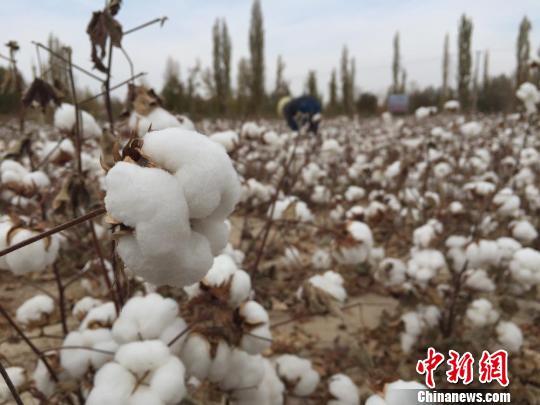 图为节水棉花。 刘薛梅 摄