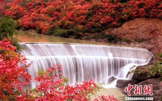 深秋时节,甘肃两当县境内的灵官峡森林公园,峭壁上红叶遍布,山间水流潺潺,秋景怡人。 张怀林 摄