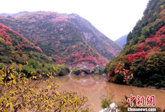 图为逐渐变红的树叶。 张怀林 摄