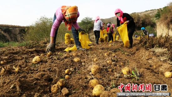 图为农民采挖马铃薯。通讯员 侯奇志 摄