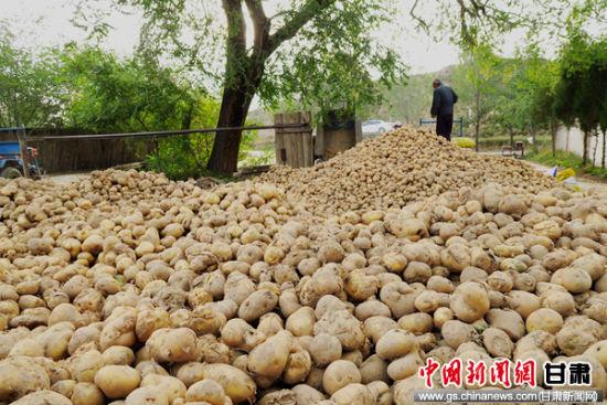连日来,永靖县山区乡镇马铃薯丰收,在田间地头随处可见薯农采挖马铃薯的身影。通讯员 郭红 摄