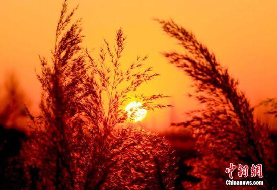 湖边的芦苇在朝阳里光彩夺目。 陈礼 摄