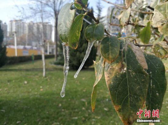 喷灌时遇冷空气侵袭形成的冰挂。彭伟 摄