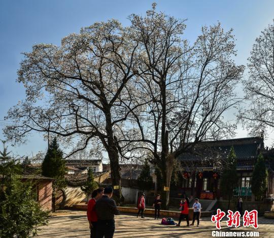 图为甘肃省天水市麦积区甘泉镇玉兰村太平寺内的两棵苍健挺拔的古玉兰树。 陈治平 摄