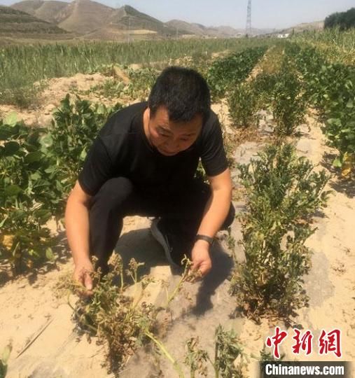 今年5月底以来,甘肃庆阳市北部极端干旱持续加重,引起蚜虫等大面积发生,进一步加重了干旱灾害的危害。 张天峰 摄