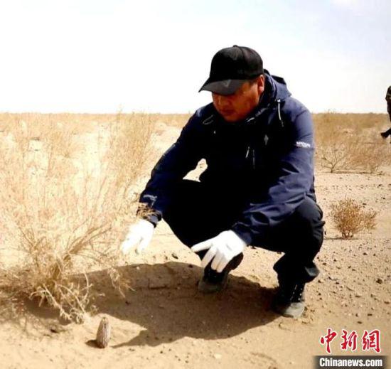 图为胡兵查看梭梭林长势情况。 金塔县委宣传部供图
