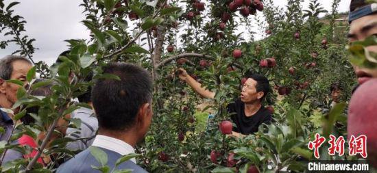 9月初,甘肃天水市麦积区石佛镇大坪村村民的果园里,“土专家”为果农讲解苹果相关知识。