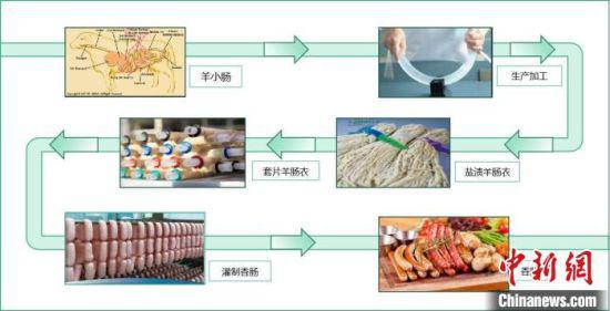 图为肠衣生产加工过程示意图。 受访者供图