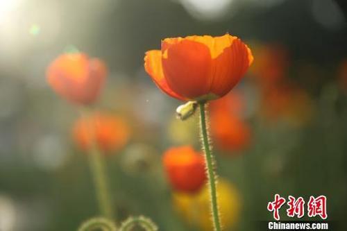 图为盛开的花朵。 陈兴明 摄