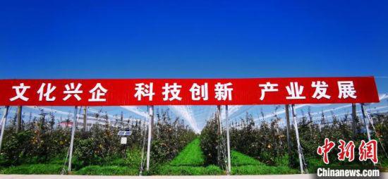 2020年9月,位于甘肃平凉市静宁县的一家企业有机苹果示范园。 (资料图) 魏建军 摄