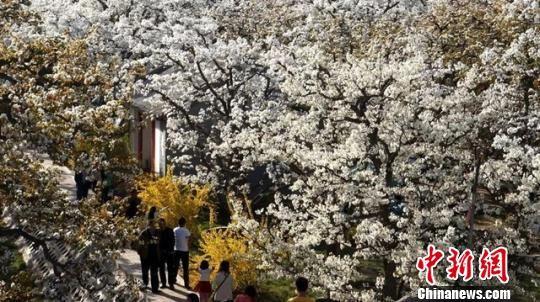 资料图。图为兰州石川梨园。甘肃省旅发委供图