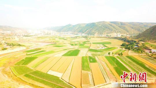 成熟的金黄色小麦让大地铺上了金色“地毯”。 李文 摄