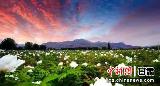 六七月正值红古区花期,漫山遍野的鲜花在晚霞下格外动人。红古区文旅局供图