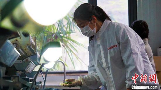 图为高燕观察机器炒茶的温度和色泽。 魏建军 摄