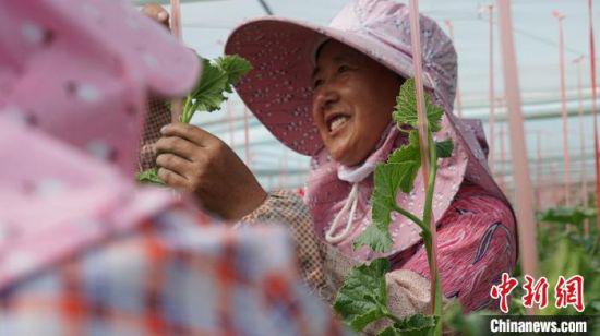 图为村民为蜜瓜除蔓