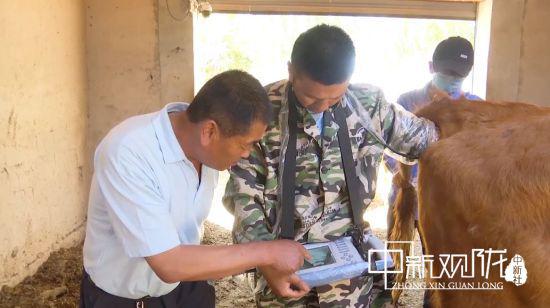 瓜州县河东镇兽医为牛做B超。王翠 摄