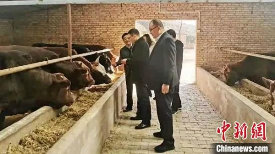 邱军（前）生前调研华池县肉牛养殖业。（资料图）　华池县委宣传部供图