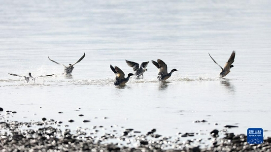 几只候鸟在甘肃省定西市岷县洮河湿地嬉戏（12月14日摄）。新华社记者 陈斌 摄