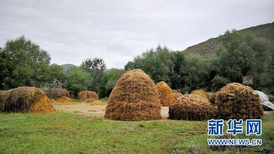 东峪村刚刚收完麦子,有序堆放的秸秆,今年又是个丰收年。