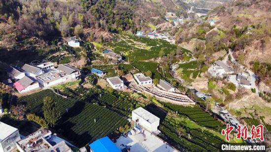 图为甘肃陇南范坝镇山谷里种植的茶叶。 李亚龙 摄