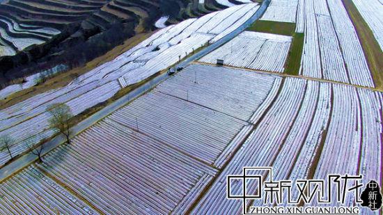 图为当地农民为地膜附土。 万小莲 摄