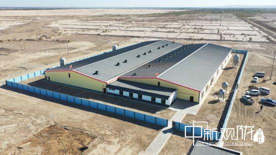 瓜州县德品金麦农业科技发展有限公司的养猪场外景。王翠 摄