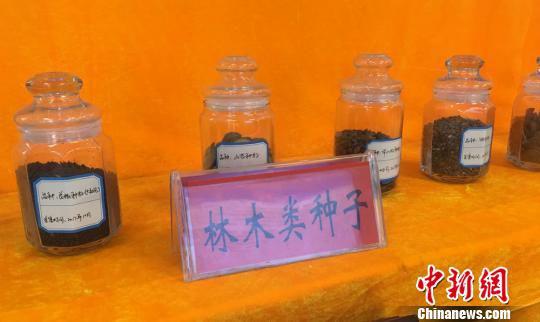 林木类种子的展示,教学生认识不同种类的林木。 张婧 摄